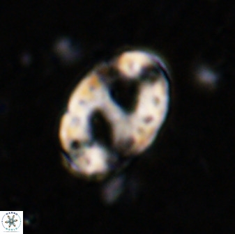 Transversopontis pulcher 48910