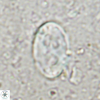 Transversopontis pulcher 48912
