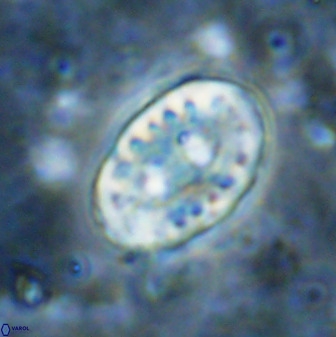 Transversopontis pulcher 48914