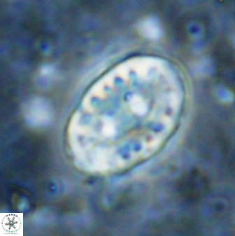 Transversopontis pulcher 48914