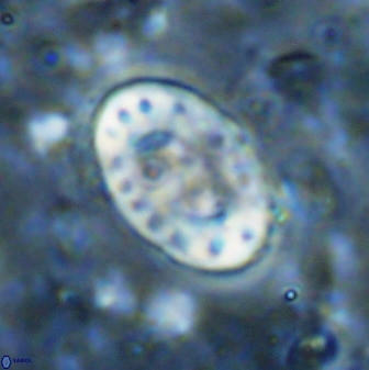 Transversopontis pulcher 48915