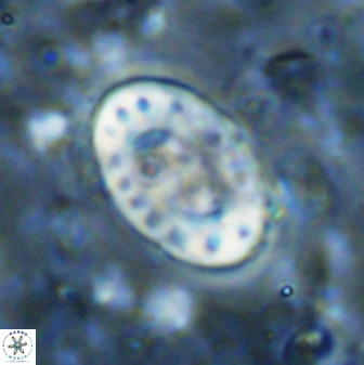 Transversopontis pulcher 48915