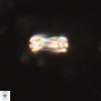 Tonromeinia bilenii 71153