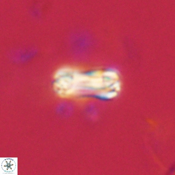 Tonromeinia bilenii 71153