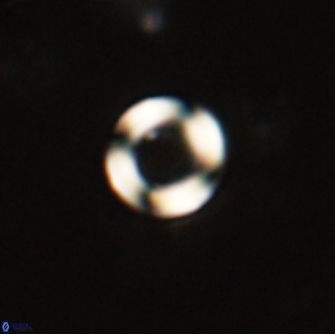 Tonromeinia bilenii 71153