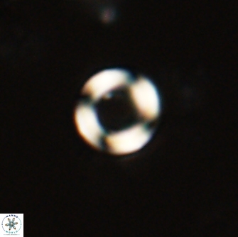 Tonromeinia bilenii 71153