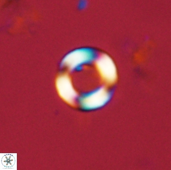 Tonromeinia bilenii 71153