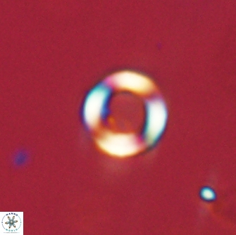 Tonromeinia bilenii 71153