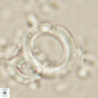 Tonromeinia deflandrei 60232