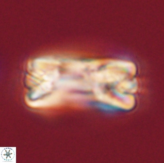 Tonromeinia fatmae 58558