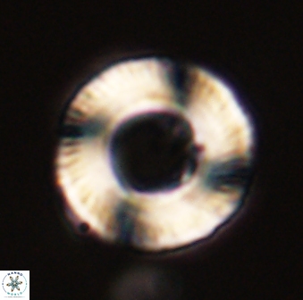 Tonromeinia fatmae 58558