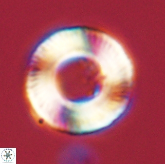 Tonromeinia fatmae 58558