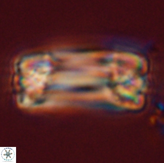 Tonromeinia deniseae 57058