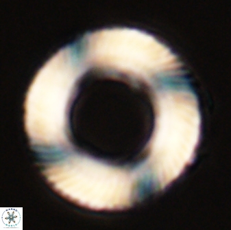 Tonromeinia deniseae 57058