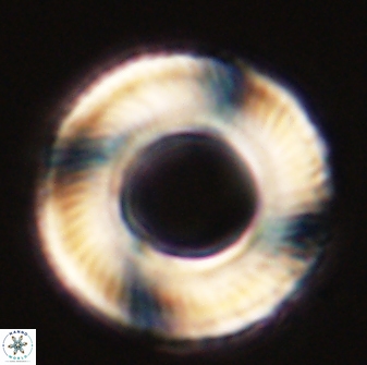 Tonromeinia deniseae 57058