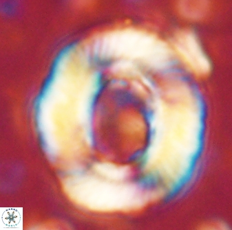 Tonromeinia noeliae 60255