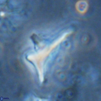Triamutilaferrum donti VR 16876