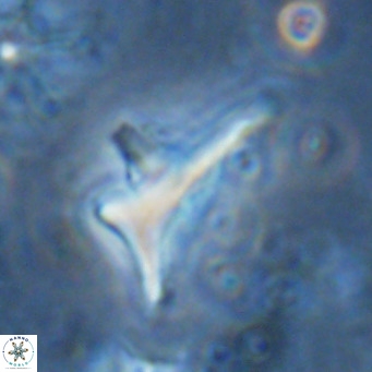 Triamutilaferrum donti VR 16876