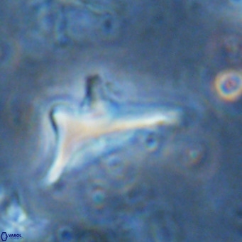 Triamutilaferrum donti VR 16877