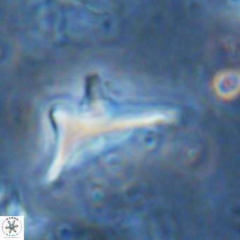 Triamutilaferrum donti VR 16877
