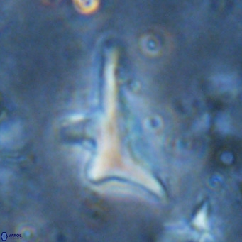 Triamutilaferrum donti VR 16872