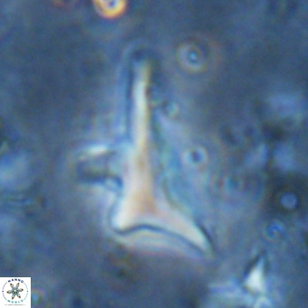 Triamutilaferrum donti VR 16872