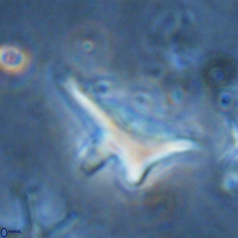 Triamutilaferrum donti VR 16873