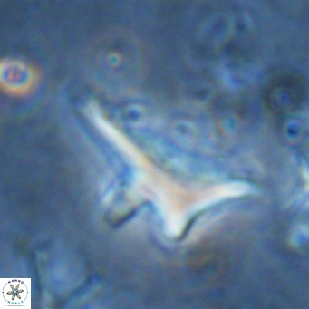 Triamutilaferrum donti VR 16873