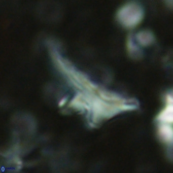 Triamutilaferrum donti VR 16885