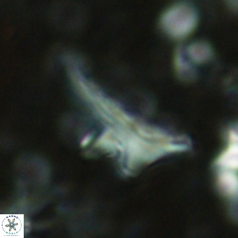 Triamutilaferrum donti VR 16885