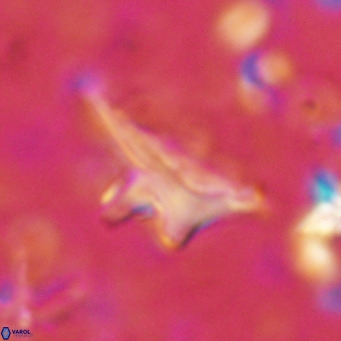 Triamutilaferrum donti VR 16886