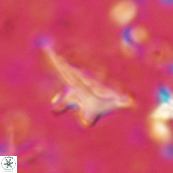 Triamutilaferrum donti VR 16886