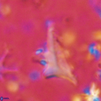 Triamutilaferrum donti VR 16887