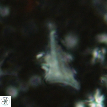 Triamutilaferrum donti VR 16888