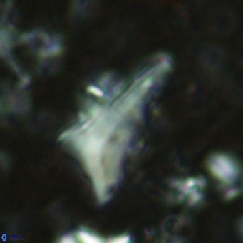 Triamutilaferrum donti VR 16889