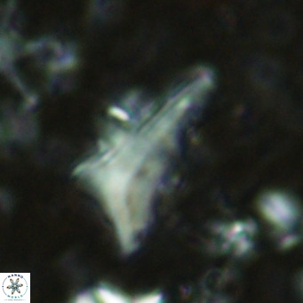 Triamutilaferrum donti VR 16889