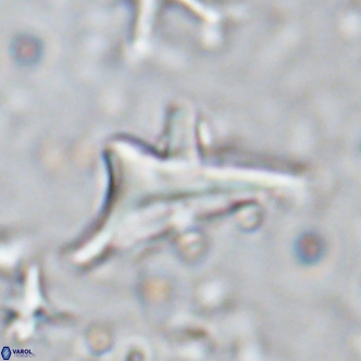 Triamutilaferrum donti VR 16880