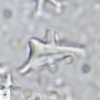 Triamutilaferrum donti VR 16880
