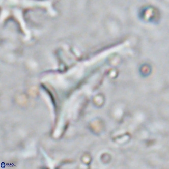 Triamutilaferrum donti VR 16881