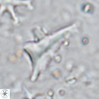 Triamutilaferrum donti VR 16881