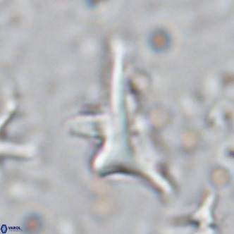Triamutilaferrum donti VR 16882