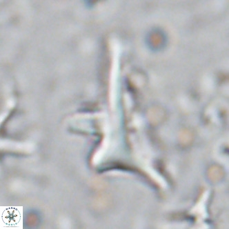 Triamutilaferrum donti VR 16882