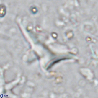 Triamutilaferrum donti VR 16883