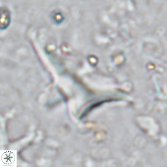 Triamutilaferrum donti VR 16883