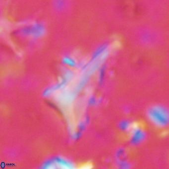 Triamutilaferrum donti VR 16890