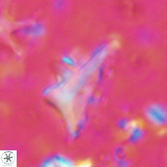 Triamutilaferrum donti VR 16890