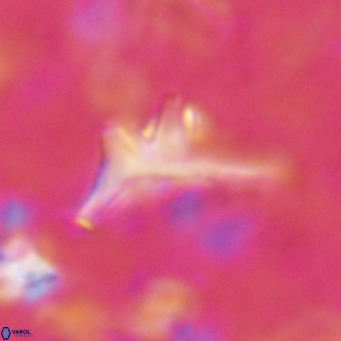 Triamutilaferrum donti VR 16891