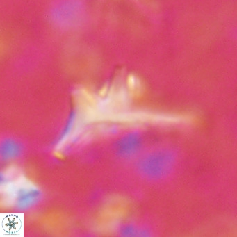 Triamutilaferrum donti VR 16891