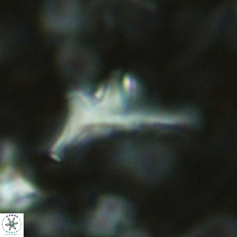 Triamutilaferrum donti VR 16892