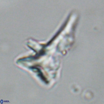 Orthorhabdus serratus 14271